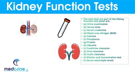 Kidney Function Tests: Types, Results & Follow Up .